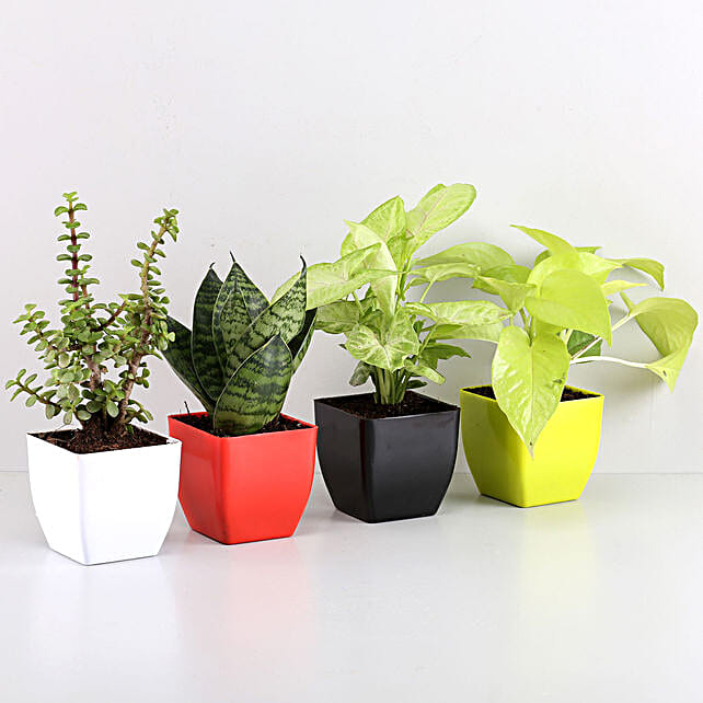 gifts plants