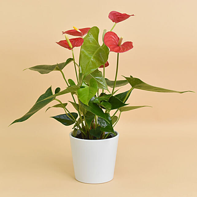Uae Plants In Dubai Ferns N Petals Fresh Flourish Plants In Dubai Uae