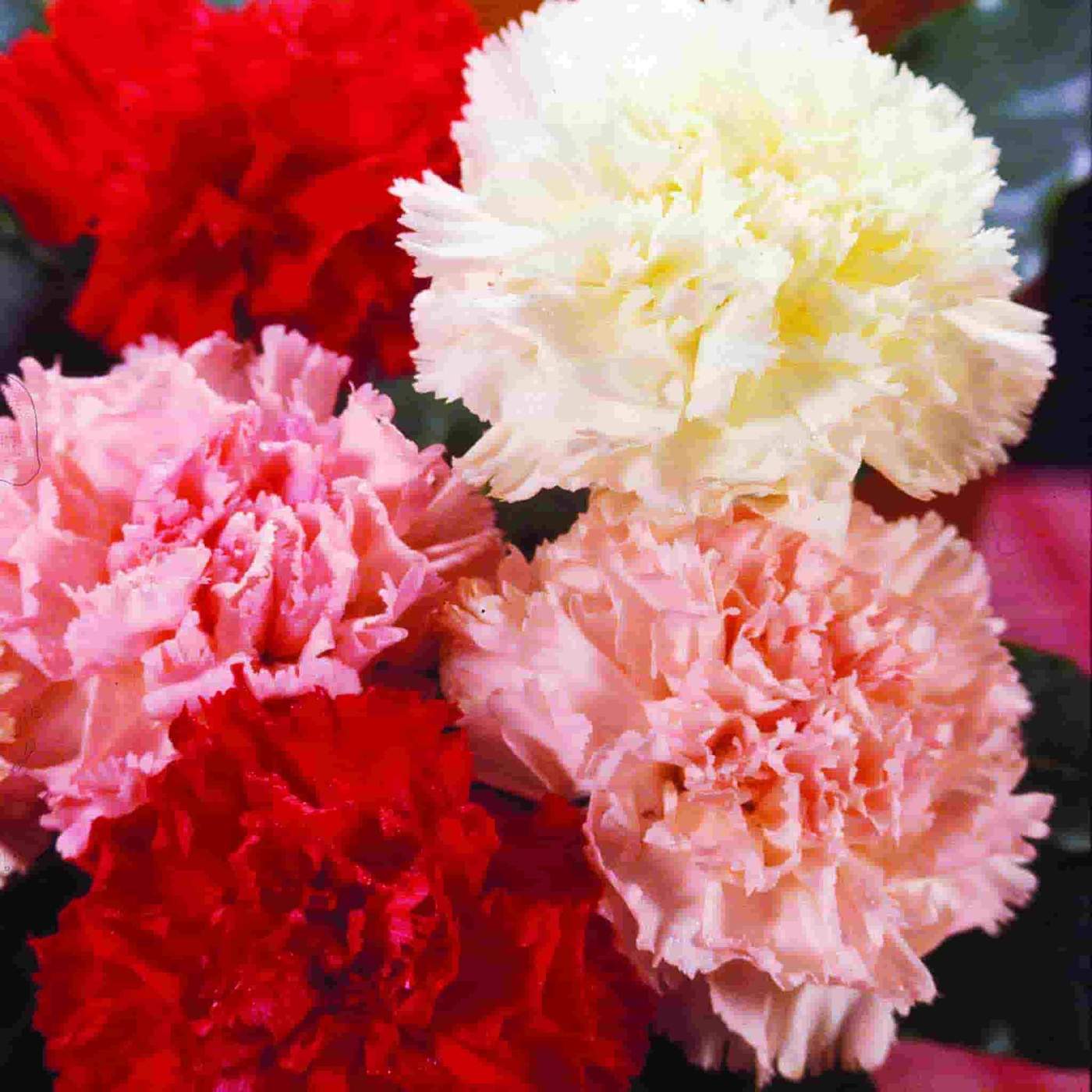 Carnations Winter Flowers