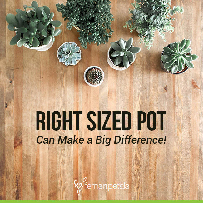 Right Size of Pot