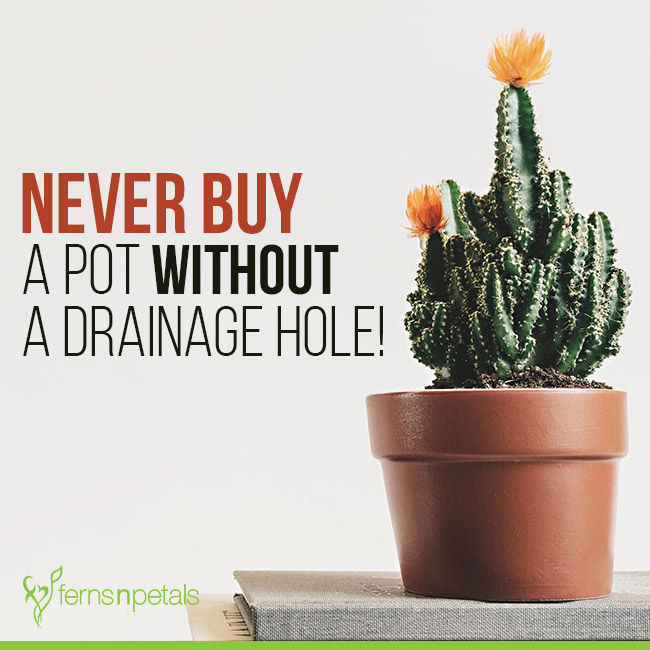 No Pot With Drainage Holes