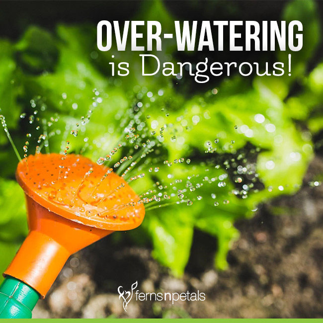 Over-Watering