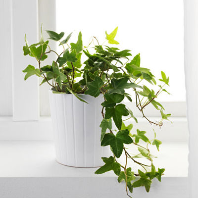 English Ivy Houseplant