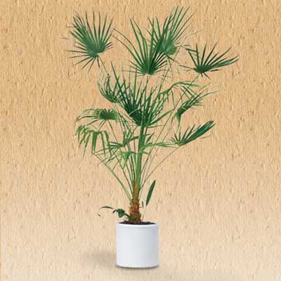 Lady Palm Plant