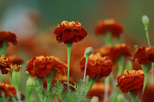 Marigold