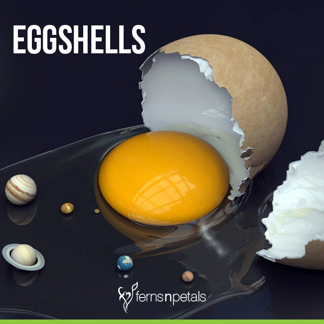 Eggshells for Plants