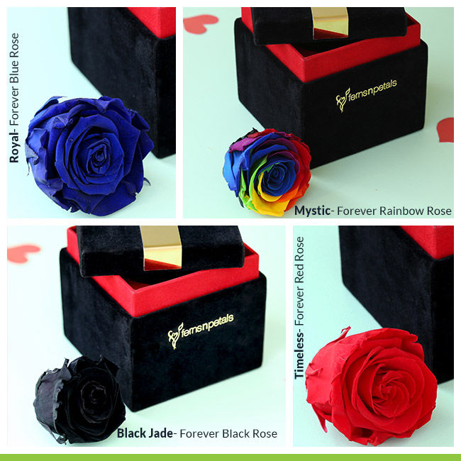 Various Colors of Forever Roses