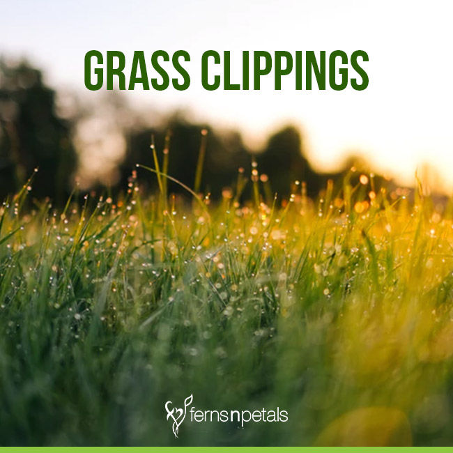 Grass Clippings as fertilizer for plants