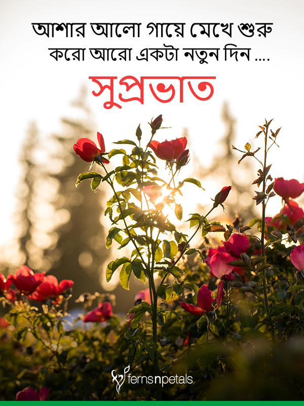 30+ Good Morning Quotes, Wishes, Messages Images 2019 - Ferns N Petals