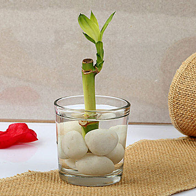 cute-lucky-bamboo-plant_1.jpg