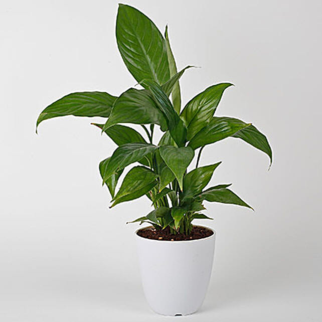 Peace Lily Plant