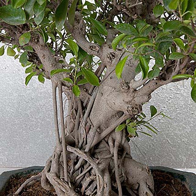 Ficus Retusa BonsaiTree 25 Years Old Gift aged bonsai tree for home