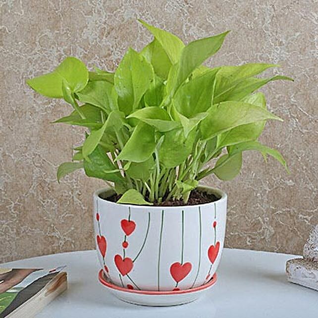 Golden Pothos Plant