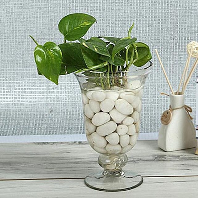 Intensifying Money Plant Terrarium Gift Money plant in a samadhan