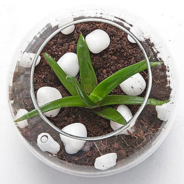 Multipurpose Aloe Vera Plant Terrarium Gift Aloe vera plant in a round glass vase Ferns N Petals