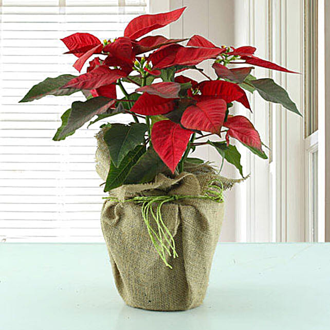 Potted Red Poinsettia Plant Gift Red Poinsettia plant in a plastic