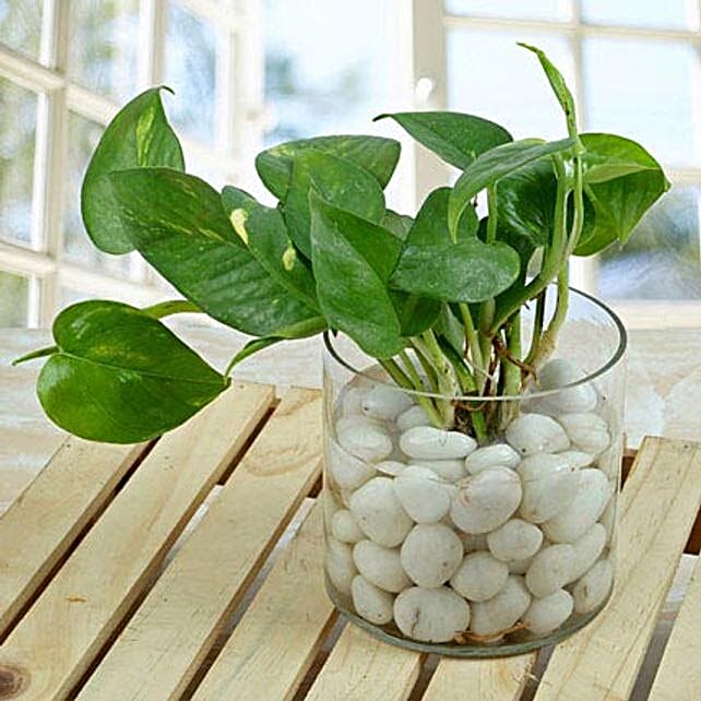 spendid money plant terrarium_1
