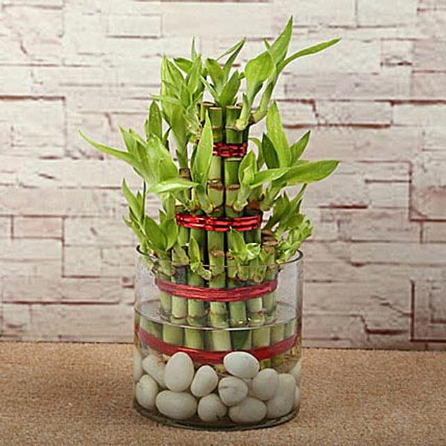 Three Layer Bamboo Luck Terrarium Gift Three layer bamboo with round